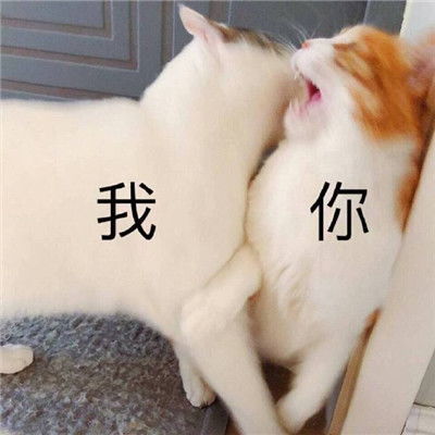  微信必备的斗图沙雕表情精选合集遇到困难睡大觉搞笑表情2021