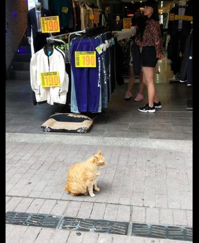  一只橘猫坐在路边,一副很生气的表情要想打此过,留下小鱼干