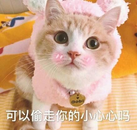  猫咪表情包撩老公系列爱你呦我好想你