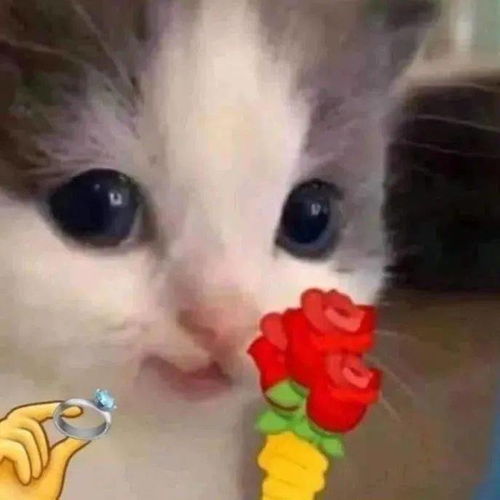  猫猫拿玫瑰花表情包
