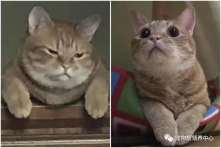  奴才出门忘喂猫粮,回家后就看到主子一脸超不爽表情...