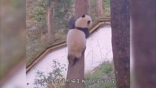  熊猫发现个摇摇椅,下一秒忍住别笑,镜头记录全过程