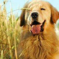 金毛的搞笑图片表情包