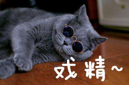  抖音蓝猫竖拇指点赞表情包全套gif一览