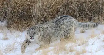 甘肃张掖祁连山境内出现雪豹 甘肃张掖祁连山境内出现雪豹