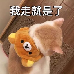  表情包喵星人已占领你的朋友圈
