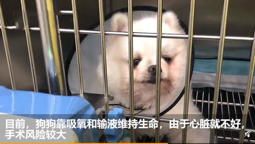秀恩爱虐狗表情包宋昱欣
