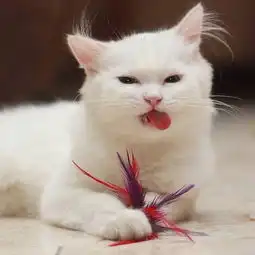 猫咪呕吐出些许毛发怎么回事,猫咪呕吐毛发怎么办 猫咪呕吐出些许毛发怎么回事,猫咪呕吐毛发怎么办