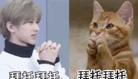  蔡徐坤猫颜是什么梗蔡徐坤猫颜表情包无水印大全