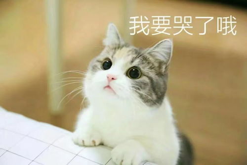  公猫徒步走8公里,只为看望心爱的母猫一面