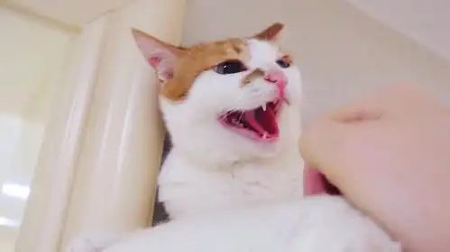 橘猫每次饭后都会呕吐,主人给它买了个超神奇的饭盆就解决了问题 橘猫每次饭后都会呕吐,主人给它买了个超神奇的饭盆就解决了问题