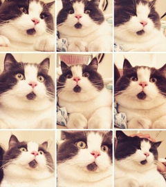  萌物omg猫走红天生一副惊呆表情