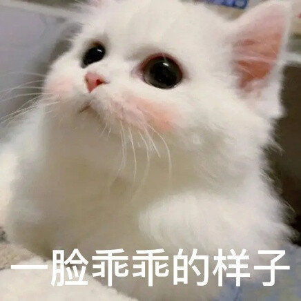  和对象聊天必备表情包,快来接收叭