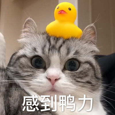  搞笑萌宠