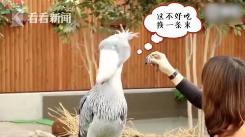  鲸头鹳张嘴散热成表情包网友目瞪口呆.jpg