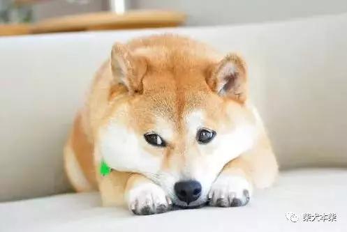  柴犬喂食有哪些要点需要注意的