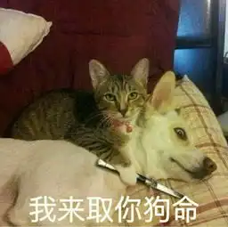 汪星人表情包单身狗也敷面膜啦 汪星人表情包单身狗也敷面膜啦