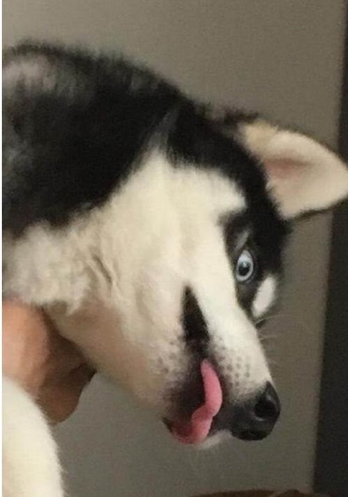 二哈叫主人起床,居然咬主人的脚,下一秒狗狗的表情让人笑喷 二哈叫主人起床,居然咬主人的脚,下一秒狗狗的表情让人笑喷