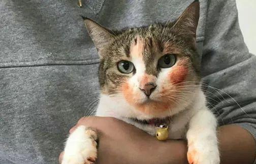  养猫后,有哪些瞬间想让你揍猫