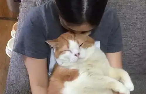 为什么老人说,猫不能养十年原来是有道理的 为什么老人说,猫不能养十年原来是有道理的