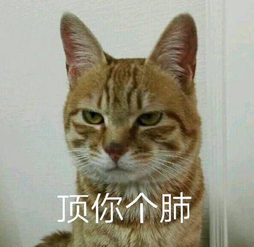  可以分享一些高端骂人的表情包么