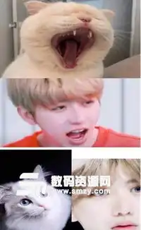  蔡徐坤猫颜表情包下载蔡徐坤猫咪表情图免费版