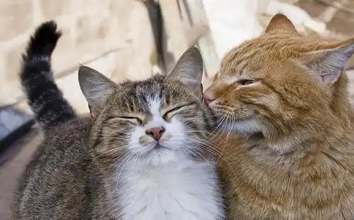 猫咪还能用嘴巴闻味嘴中犁鼻器嗅到喜欢的味道,爱猫秒变表情包 猫咪还能用嘴巴闻味嘴中犁鼻器嗅到喜欢的味道,爱猫秒变表情包