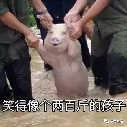  这只新晋表情包网红,火到国外网友都开始了ps大赛