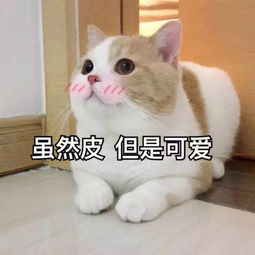  养猫第二年后,我家再也没买过沙发猫咪