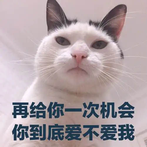发给对象的表情包猫咪