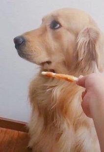 金毛傲娇对主人闹脾气,好不容易哄好后,它的表情让网友笑了 金毛傲娇对主人闹脾气,好不容易哄好后,它的表情让网友笑了