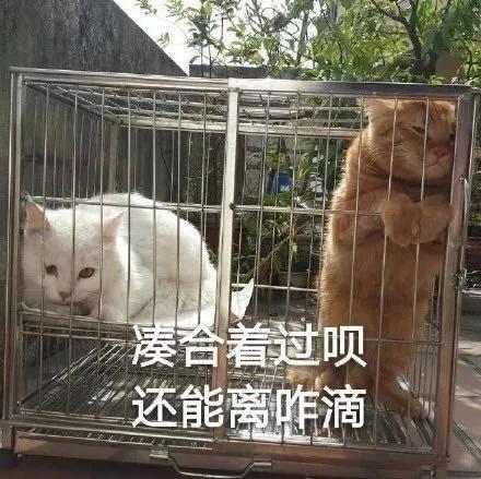 知网一年靠论文收费赚十多亿但论文作者分到了几毛