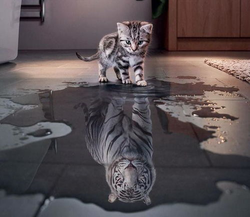  明明是只猫,却有一颗当老虎的心