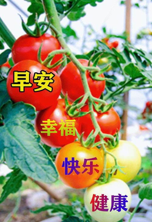  问候心语美图美景分享五十一