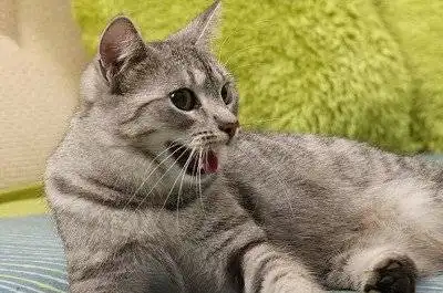 猫的肥厚性心肌病你怕了吗 猫的肥厚性心肌病你怕了吗