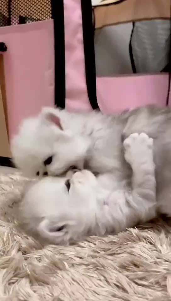  都给我来围观小奶猫打架,呜呜呜怎么会有这么可爱的生物
