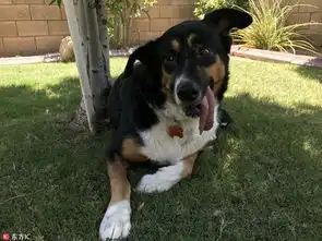 狗狗被遗弃只剩4颗牙获救后因吐舌表情变网红 狗狗被遗弃只剩4颗牙获救后因吐舌表情变网红