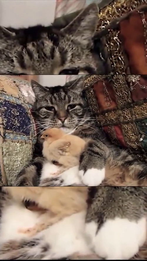  看猫那生无可恋的表情,莫名的想笑小鸡这是把猫当成妈妈了吗