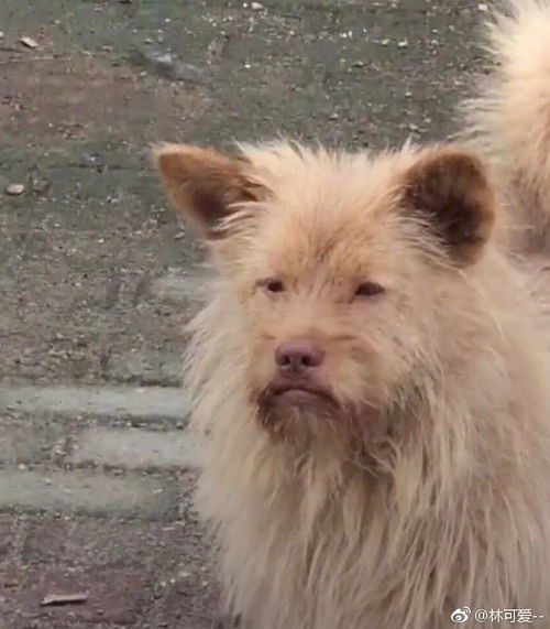  全网丑猫丑狗大赛看完你还敢养宠物吗哈哈哈哈哈