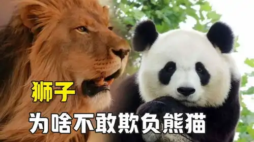 狮子为啥不敢欺负大熊猫戴墨镜的都不好惹 狮子为啥不敢欺负大熊猫戴墨镜的都不好惹