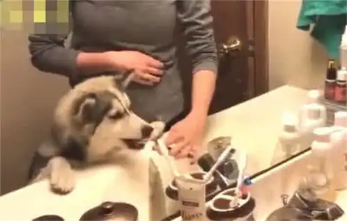 二哈看到主人在刷牙,以为在偷吃东西,舔了一口牙膏后表情亮了 二哈看到主人在刷牙,以为在偷吃东西,舔了一口牙膏后表情亮了