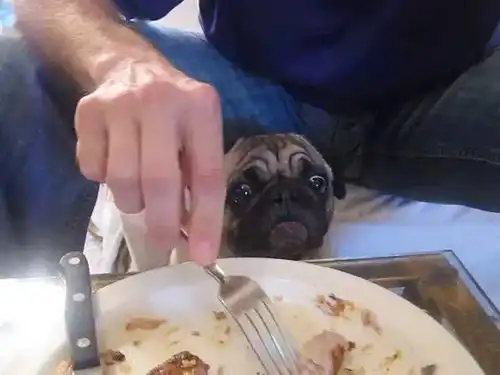 盯着食物的哈巴狗,这表情也太丰富了哈哈哈 盯着食物的哈巴狗,这表情也太丰富了哈哈哈