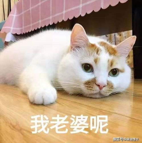  猫咪搞笑表情包第二弹