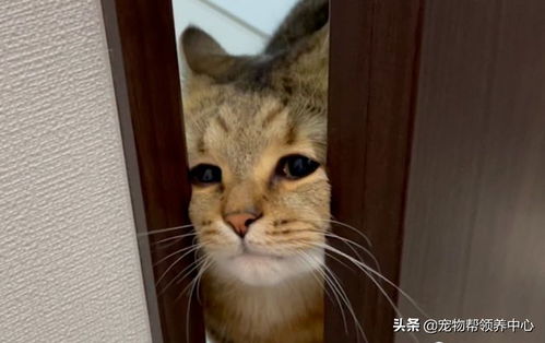  猫咪用脸挤开门表情变忧郁,网友笑喷以为主人掉马桶了...