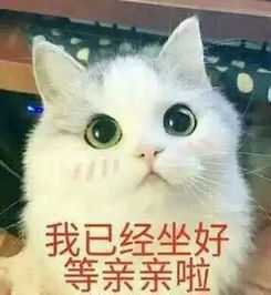  萌喵驾到,哪个是你心中的颜王