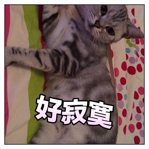 安安大人的表情包鄙视小眼神 安安大人的表情包鄙视小眼神