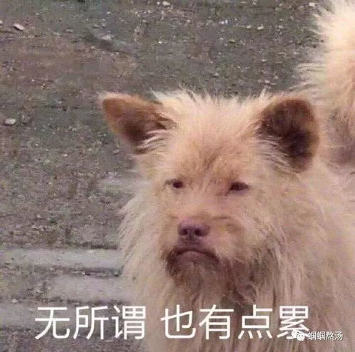 这是一篇祥林嫂的哭诉也是一篇马后炮的抨击我太难了 这是一篇祥林嫂的哭诉也是一篇马后炮的抨击我太难了