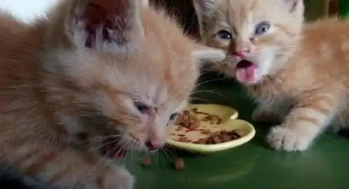 主人把猫粮换成辣条,猫咪不知情舔了一口,瞬间辣出一串表情包 主人把猫粮换成辣条,猫咪不知情舔了一口,瞬间辣出一串表情包