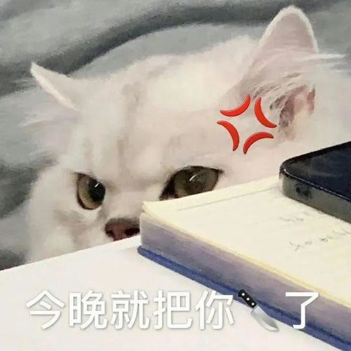  玩个球丨第791期喵表情包