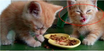  主人给小鱼干里加辣椒,两只小橘猫吃过后,反应笑喷了